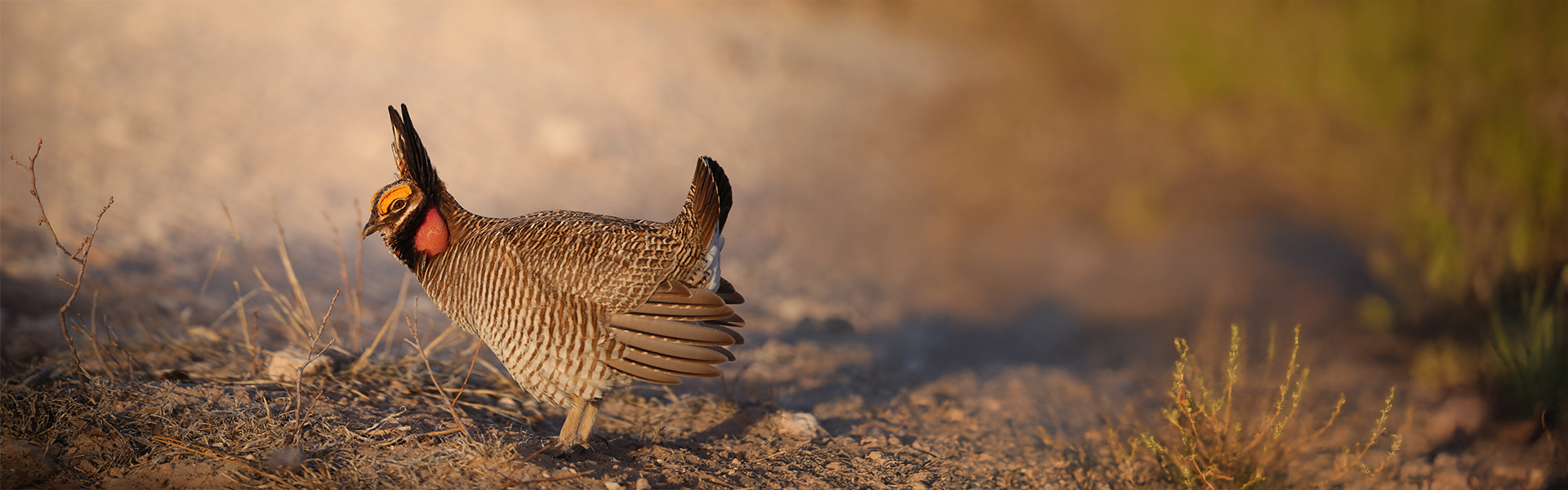 Prairie chicken wildlife